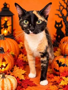 Sabrina - 54252 -  Domestic Short Hair Cat for Adoption in Columbia, Maryland - Sabrina - 54252 | PetCurious