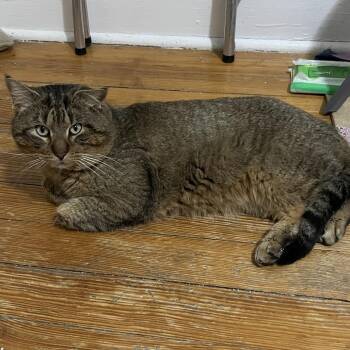 Domestic Short Hair Cats Available for Adoption - Grande | PetCurious