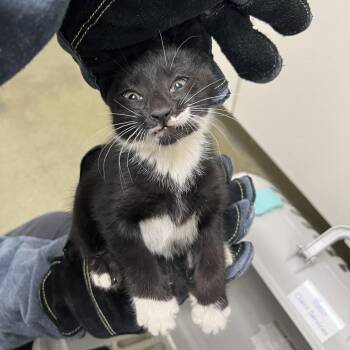 71249 -  Domestic Short Hair Cat for Adoption in Harrisonburg, Virginia - 71249 | PetCurious