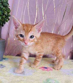 Rescue Tabby Cats for Adoption in Long Beach, Mississippi - Quasar | PetCurious