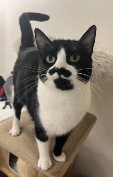 Steve - The Cool Cat -  Domestic Short Hair and Tuxedo Cat for Adoption in Tacoma, Washington - Steve - The Cool Cat | PetCurious