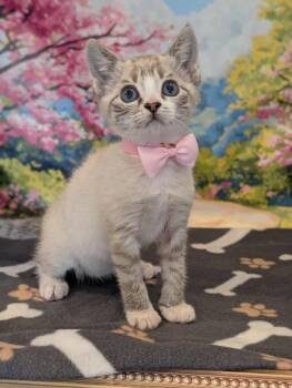 Haven -  Siamese Cat for Adoption in Fremont, California - Haven | PetCurious