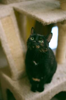 Tucker -  Domestic Short Hair Cat for Adoption in Thayne, Wyoming - Tucker | PetCurious