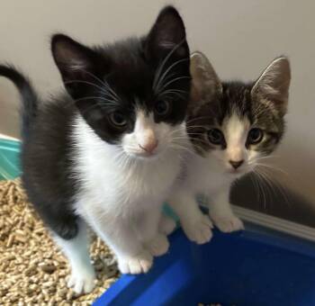 Rescue Domestic Short Hair Cats for Adoption in Meadow Lake, Saskatchewan - KITTENS (Starlight, Moonlight - F And Moonbeam -M) | PetCurious