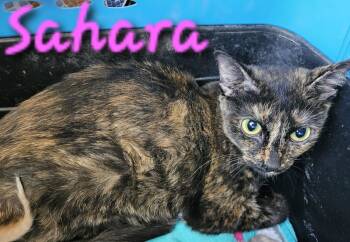 Rescue Domestic Short Hair Cats for Adoption in Willcox, Arizona - Sahara | PetCurious