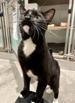 PIKO -  Domestic Short Hair Cat for Adoption in San Francisco, California - PIKO | PetCurious