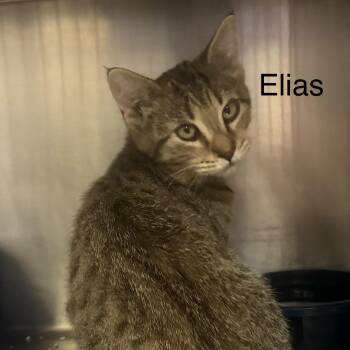 Elias -  Tiger Cat for Adoption in Ulster, Pennsylvania - Elias | PetCurious