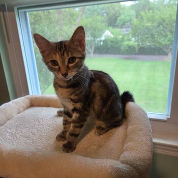 Red -  Torbie and Domestic Short Hair Cat for Adoption in Mastic, New York - Red | PetCurious