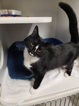 Domestic Short Hair Cats Available for Adoption - Joe | PetCurious