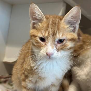 Kumquat -  Domestic Short Hair Cat for Adoption in Matteson, Illinois - Kumquat | PetCurious
