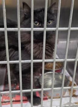 Domestic Long Hair Cats Available for Adoption - TUX | PetCurious