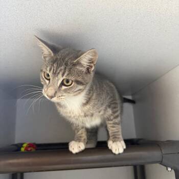 Elvis -  Domestic Short Hair Cat for Adoption in New York, New York - Elvis | PetCurious