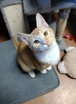 Rescue Domestic Short Hair Cats for Adoption in Monroe, Ohio - Amber | PetCurious