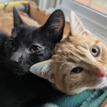 Domestic Short Hair Cats Available for Adoption - Esai | PetCurious