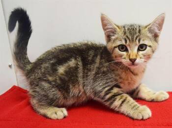 ZION -  Domestic Short Hair Cat for Adoption in Sacramento, California - ZION | PetCurious