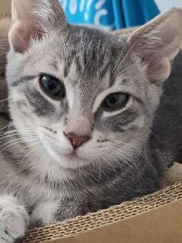 Timmy -  Domestic Short Hair Cat for Adoption in Panama City, Florida - Timmy | PetCurious