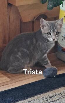 Trista -  Domestic Short Hair Cat for Adoption in Plattsburgh, New York - Trista | PetCurious