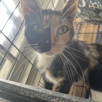Dahlia -  Domestic Short Hair Cat for Adoption in Hammond, Louisiana - Dahlia | PetCurious