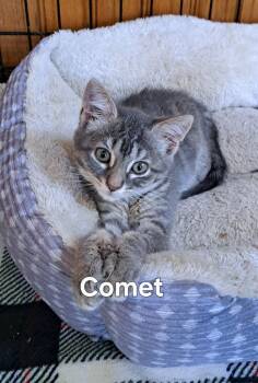 Comet -  Domestic Short Hair Cat for Adoption in Plattsburgh, New York - Comet | PetCurious