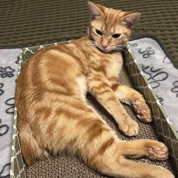 Little Mama -  Domestic Short Hair Cat for Adoption in Port Charlotte, Florida - Little Mama | PetCurious