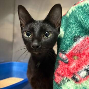 Elvira -  Domestic Short Hair Cat for Adoption in Morristown, Vermont - Elvira | PetCurious