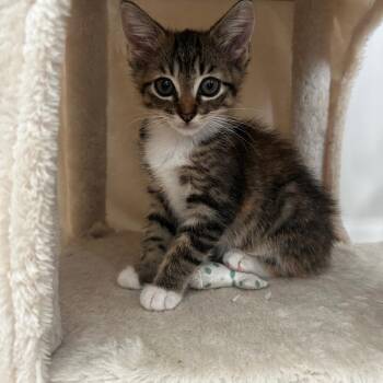 Jeebie -  Domestic Short Hair Cat for Adoption in Chattanooga, Tennessee - Jeebie | PetCurious