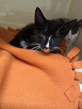 Sprocket -  Domestic Short Hair Cat for Adoption in Pequot Lakes, Minnesota - Sprocket | PetCurious