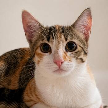 Calico and Tabby Cats Available for Adoption in Hillsboro, Texas -  Figgy Pop — Small, Stunning, And So Easy To Love | PetCurious