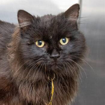 Domestic Long Hair Cats Available for Adoption in St. Louis, Missouri - BENEDICT | PetCurious