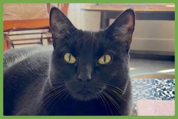 Sammie -  Domestic Short Hair Cat for Adoption in Amherst, Massachusetts - Sammie | PetCurious