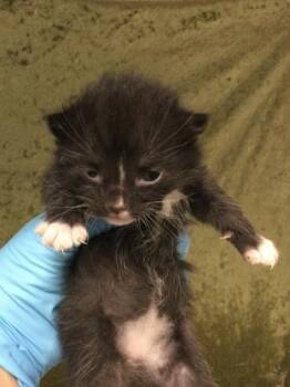 A1908161 -  Domestic Short Hair Cat for Adoption in Riverside, California - A1908161 | PetCurious