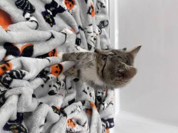 Geordi -  Domestic Short Hair Cat for Adoption in Cincinnati, Ohio - Geordi | PetCurious