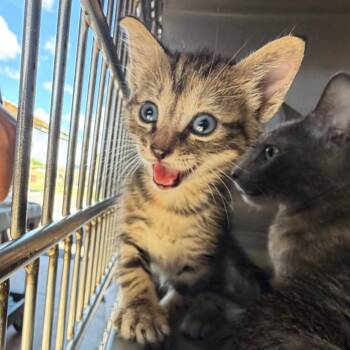 Sonic -  Domestic Short Hair Cat for Adoption in Edinburg, Texas - Sonic | PetCurious