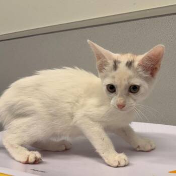 Anya -  Domestic Short Hair Cat for Adoption in Tampa, Florida - Anya | PetCurious