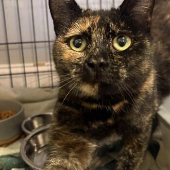 Rescue Domestic Short Hair Cats for Adoption in Fredericton, New Brunswick - Mocha | PetCurious