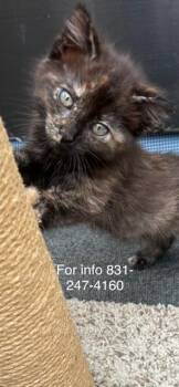 Babycakes -  Tortoiseshell Cat for Adoption in Santa Cruz, California - Babycakes | PetCurious