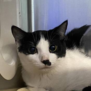 Batmeena -  Domestic Short Hair Cat for Adoption in Walker, Michigan - Batmeena | PetCurious
