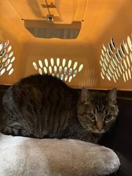 Rescue Domestic Short Hair Cats for Adoption in Indianapolis, Indiana - WAFFLES | PetCurious