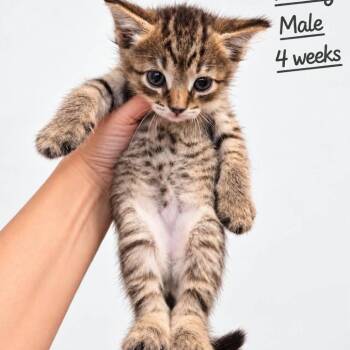 Kenny -  Domestic Short Hair Cat for Adoption in Tampa, Florida - Kenny | PetCurious