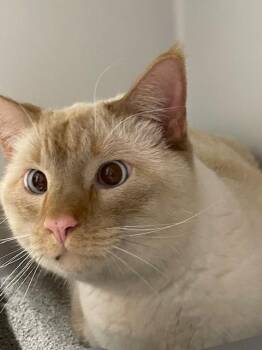Siamese Cats Available for Adoption in Hayward, Wisconsin - Gordy | PetCurious