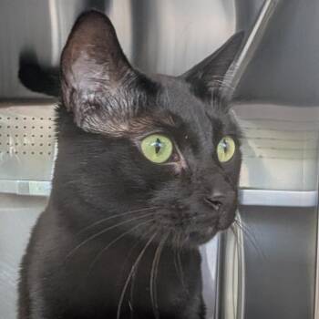 Stinky -  Domestic Short Hair Cat for Adoption in Asheville, North Carolina - Stinky | PetCurious