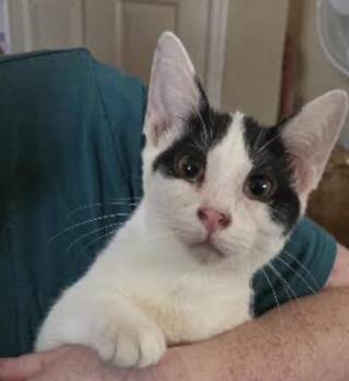 Scuttle -  Domestic Short Hair Cat for Adoption in Cincinnati, Ohio - Scuttle | PetCurious