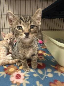 Domestic Short Hair Cats Available for Adoption in Blountville, Tennessee - Tazy | PetCurious
