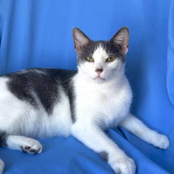 NICK -  Domestic Short Hair Cat for Adoption in Rowland Heights, California - NICK | PetCurious