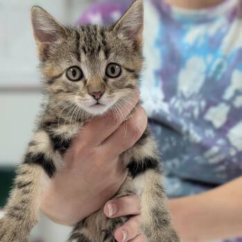 Sid -  Domestic Short Hair Cat for Adoption in Canton, Illinois - Sid | PetCurious