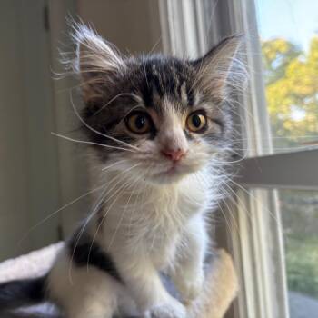 Rescue Domestic Medium Hair Cats for Adoption in Evanston, Illinois - Curly Wurly | PetCurious