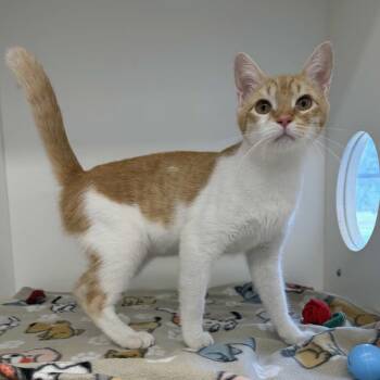 Malina -  Domestic Short Hair Cat for Adoption in Beaumont, Texas - Malina | PetCurious