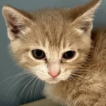 Domestic Short Hair Cats Available for Adoption in Chattanooga, Tennessee - Hydra | PetCurious