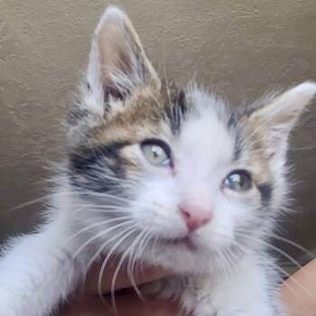 Hero -  Domestic Short Hair Cat for Adoption in Blackfoot, Idaho - Hero | PetCurious
