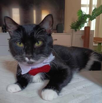 Rescue Domestic Short Hair Cats for Adoption in Ocala, Florida - Orlando | PetCurious